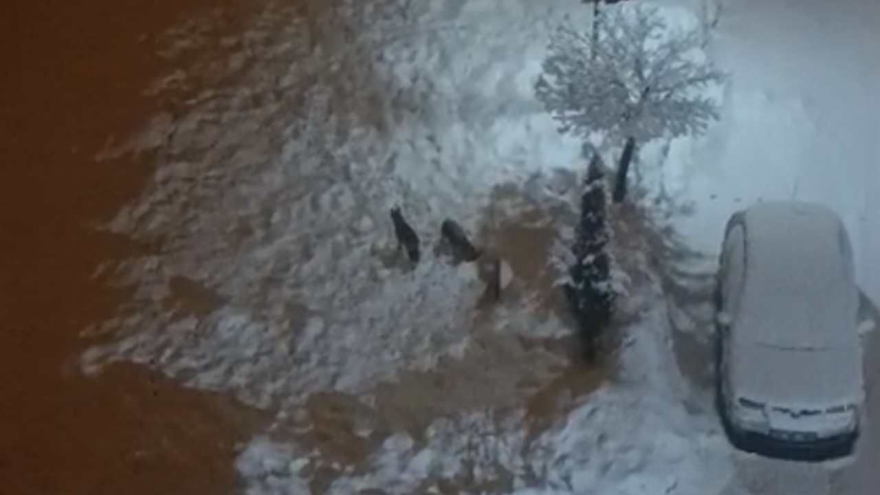 Çağlayancerit'te kurt paniği!